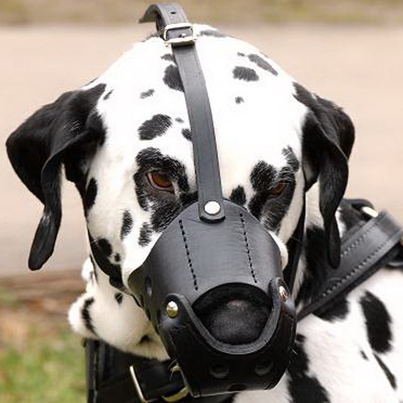 Кожаный намордник для далматина «Trained dog»